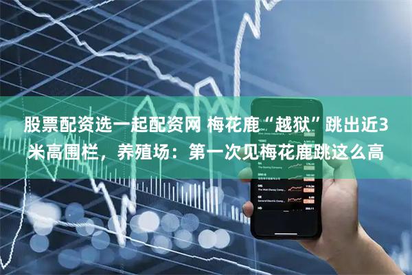 股票配资选一起配资网 梅花鹿“越狱”跳出近3米高围栏，养殖场：第一次见梅花鹿跳这么高